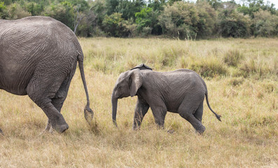 Fototapeta premium Adult and calf African elephants, Loxodonta africana, walking in landscape with tall grass and green trees in background