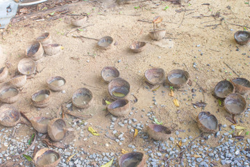coconut shells on the beach