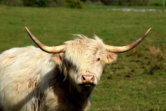 White Scotish Highland Cow, Scotland