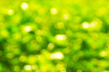 Fototapeta premium abstract green background with bokeh