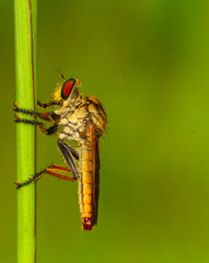 fly on leaf