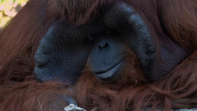 Portrait of Bornean Orangutan Monkey (Pongo Pygmaeus)