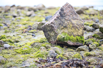 Steine mit Algen
