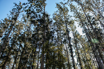 Landscape in Forest