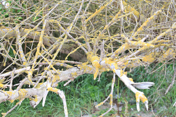 abgestorbener Baum mit Flechten