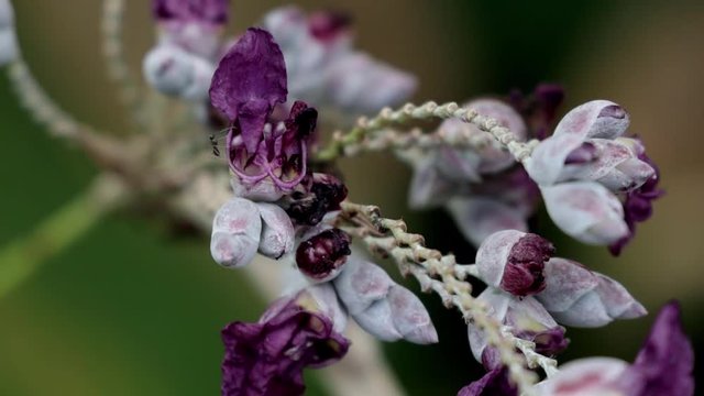 purple fower with ant