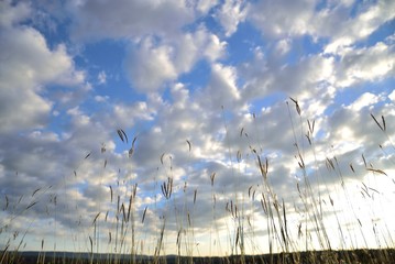 grass flowers in nature on blue sky background