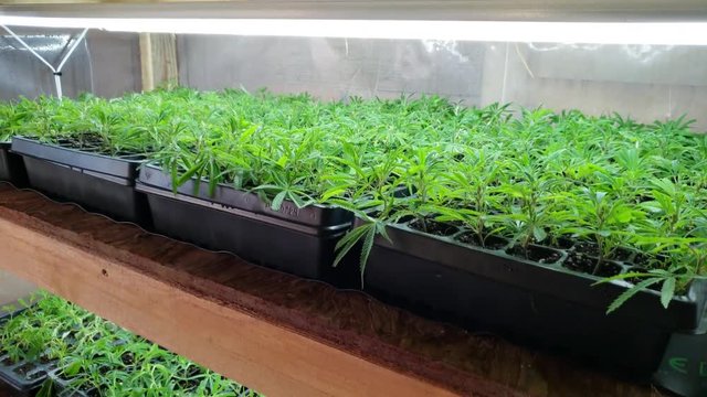 Young hemp clones in a small greenhouse. Trays of young plants before transplanting. Commercial hemp farming for industrial CBD production. Legalization of hemp. BOOM DOWN.