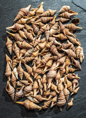 Rapana for background