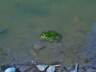 Big frog waiting in the pond surface