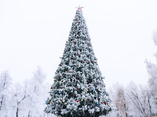Christmas fluffy tree, decorated with bright colorful balls, covered with snow-white frost in  bitter cold.