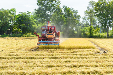 Fototapeta premium Combine harvester in action on rice field. Harvesting is the process of gathering a ripe crop