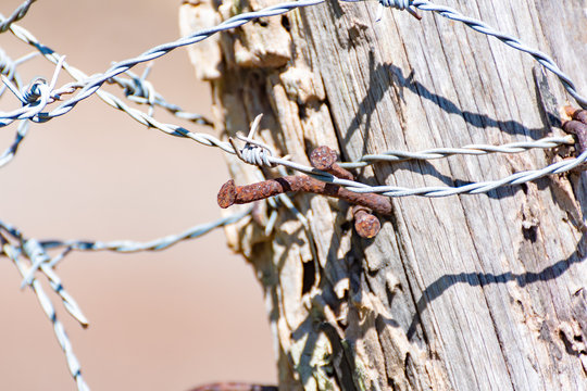 Closeup on a textured wooden fence post with rusty nails and barbed wire on farm land in the countryside 
