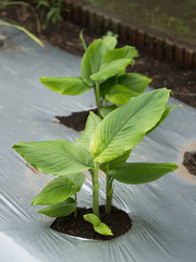 ウコン　薬用植物