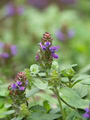 ウツボグサ　薬用植物