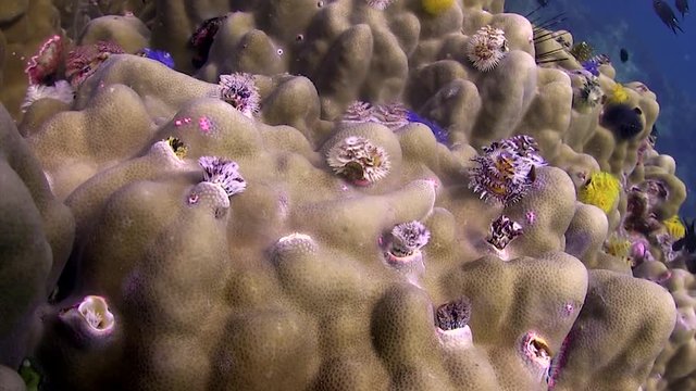 Christmas tree worm at Koh Tao
Filmed with Canon HF G25 with Gates Underwater housing with wide angle port 1080 HD