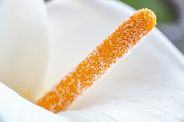 Frontyard MicroPhotography