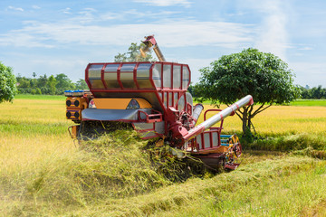 Combine harvester in action on rice field. Harvesting is the process of gathering a ripe crop