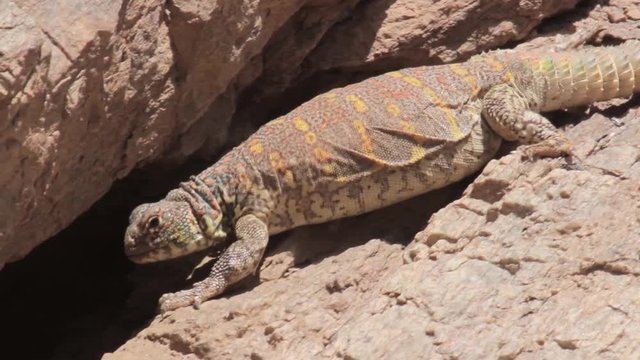 Ornate mastigure lizard near cave Ornate mastigure lizard in the rocky desert