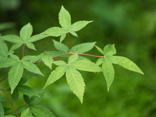 カエデ　薬用植物