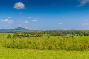 Fototapeta na wymiar landscape of Savanna Forest and mountain with a blue sky and white clouds in the spring afternoon
