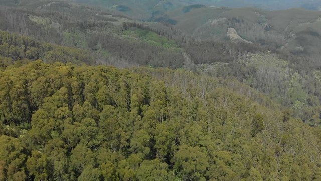 A birds eye view aerial shot of a eucalyptus plantation in the strzelecki ranges Australia.