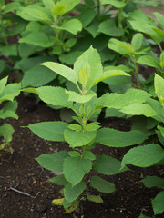 ゲンジン　薬用植物