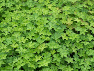ゲンノショウコ　薬用植物