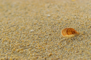 Fototapeta na wymiar Close up on a small brown textured seashell washed ashore and partially buried in the white sand. Isolated. Copy space for text.