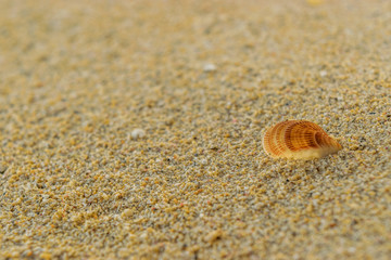 Close up on a small brown textured seashell washed ashore and partially buried in the white sand. Isolated. Copy space for text.