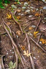 Fallen autumn maple leaves and tree roots exposed above ground. Colors of fall season.