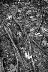 Fallen maple leaves and tree roots exposed above ground. 