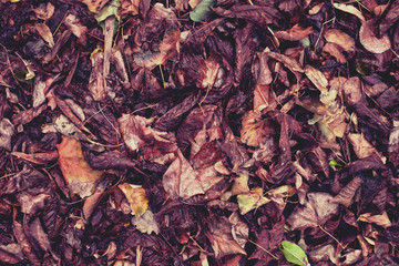 Dry, fallen leaves.