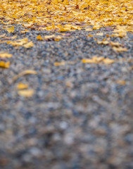 Closeup image of the street with yellow ginko leaves cover in autumn