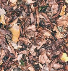 Dry, fallen leaves.