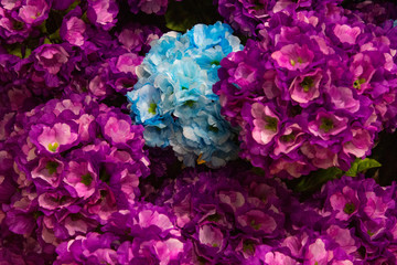 Different flowers background, French hydrangea