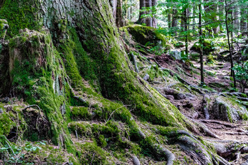 Fototapeta premium Extremely large tree trunk with exposed roots covered in moss in a forest in Vancouver, Canada