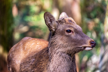 Closeup image of a wild deer in the park