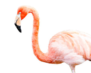 Digital painting of Flamingo on white background