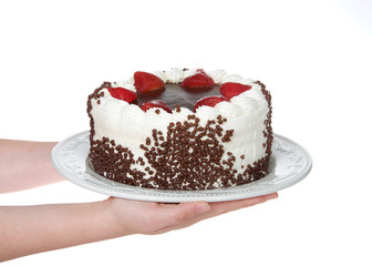 Hands holding Chocolate cake frosting in vanilla cream with chocolate glaze topping surrounded by fresh cut strawberries dipped in glaze Chocolate chip morsels pressed into the side Isolated.