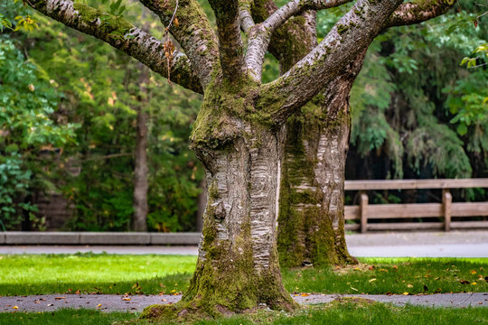 Two large trees with huge trunks and branches covered in moss, standing side by side inside a nature park in Vancouver, Canada