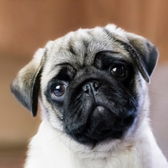 Pug puppy waiting for treats, portrait