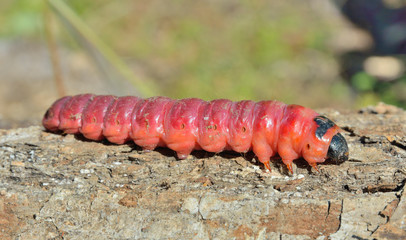 Red caterpillar 6