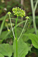 Flowers of Ginseng (Panax ginseng) 4