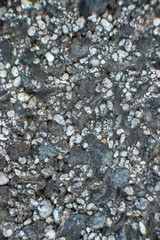 Frontyard MicroPhotography