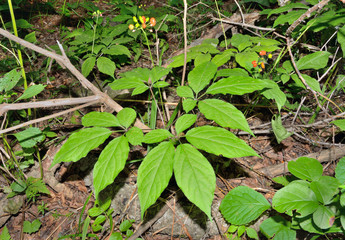 Ginseng (Panax ginseng) 31