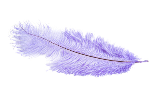 Color Ostrich Feather Isolated