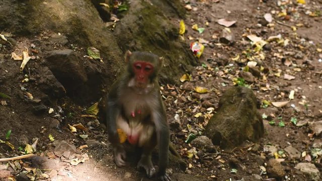 monkey sitting on tree closeup portrait in tourist place