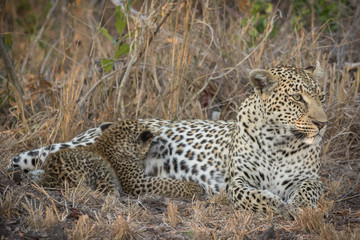 Relaxed female leopard with cute and tiny cub suckling while laying in shade.