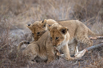 Very tiny lion cubs interacting and playing with one another.
